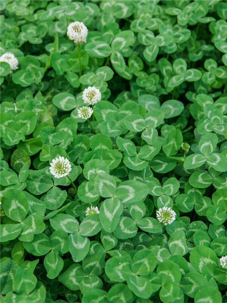 White Clover