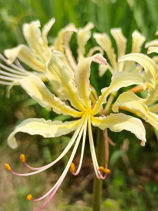 Straw Lycoris