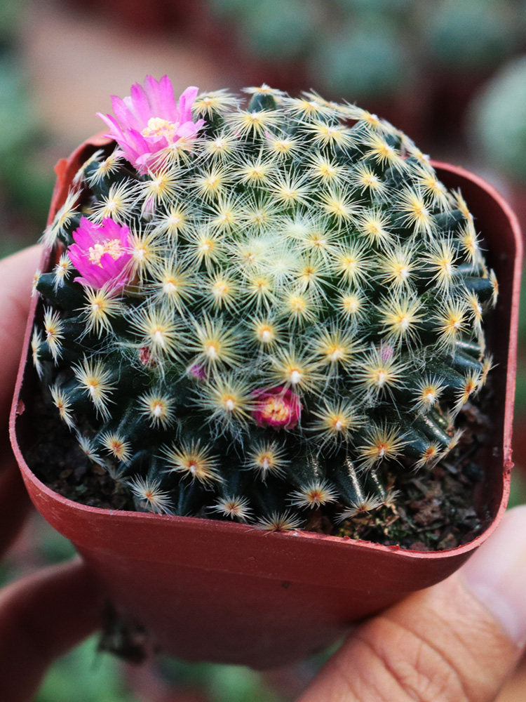 Mammillaria schiedeana