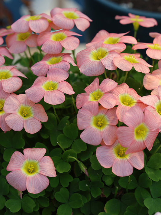 Oxalis obtusa Series Bulb - 'Moonrise Apricot'