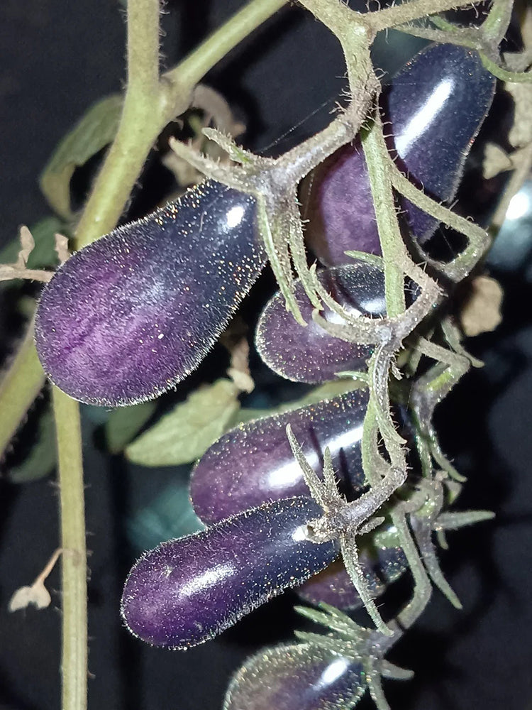 Black Key Tomato