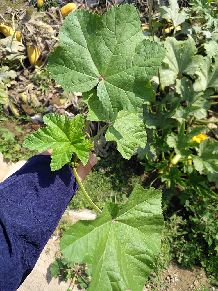 Chinese Mallow