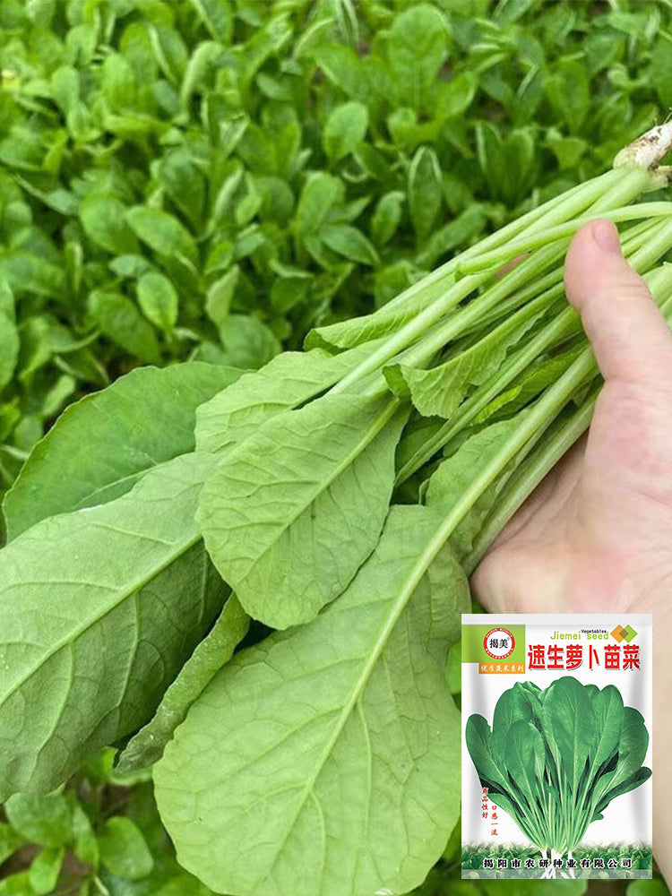 'Jiemei' Fast-Growing Radish Sprouts