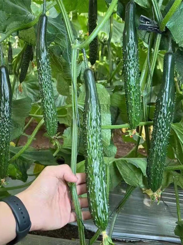 Zhongnong Spring-Autumn Hybrid Cucumber F1