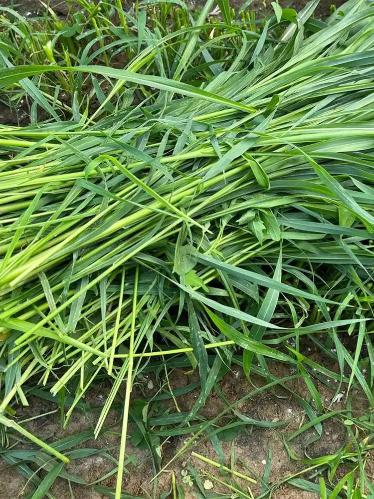 Sudangrass
