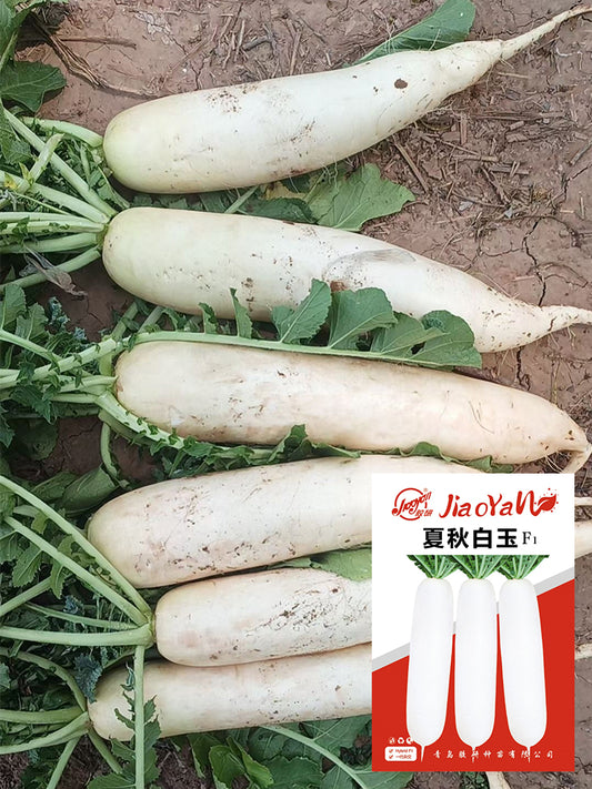 Summer-Autumn White Jade Radish