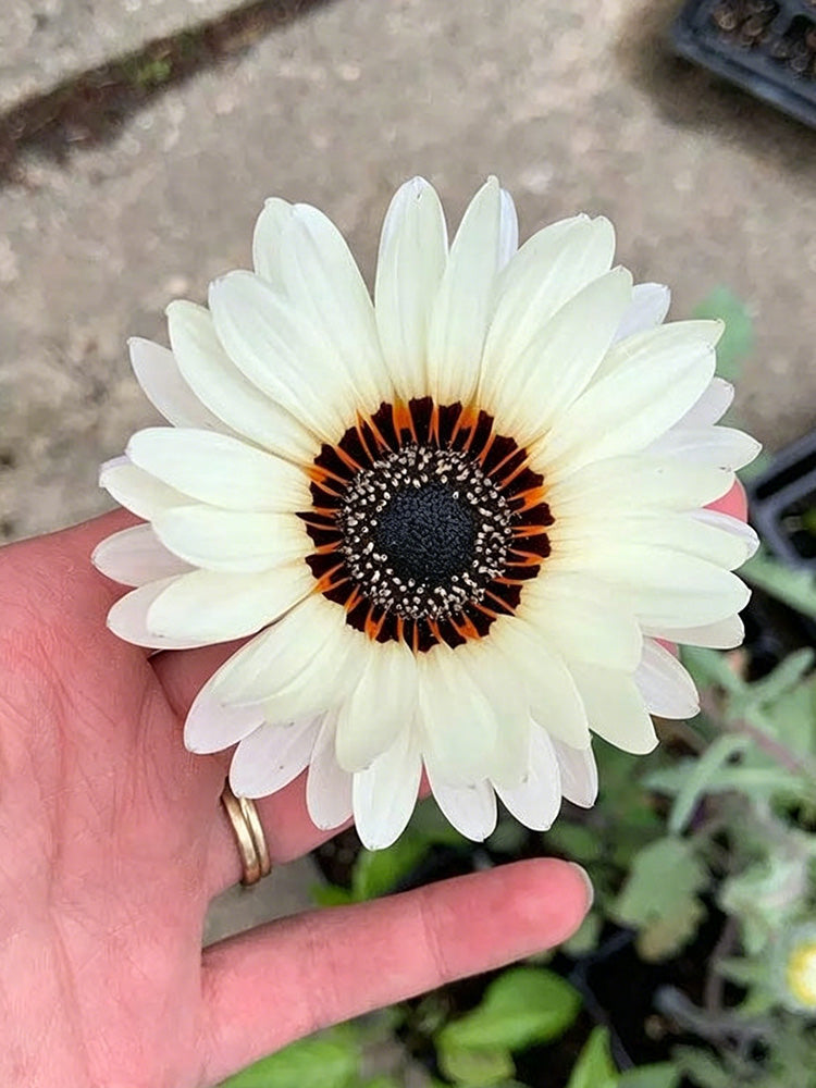 Double White Cape Daisy