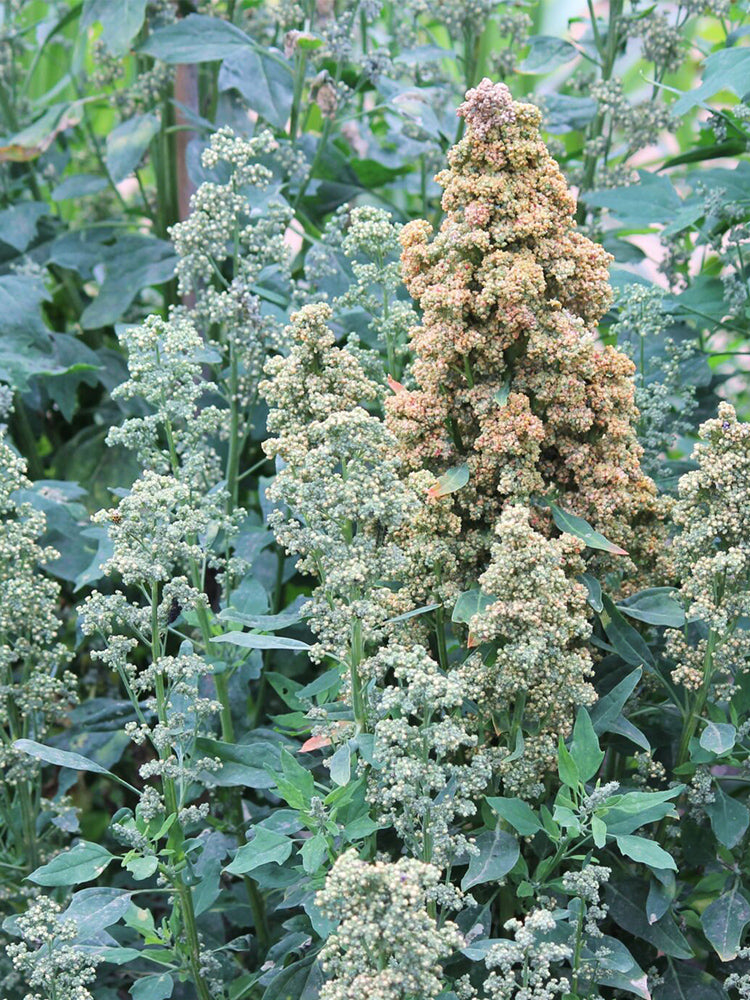 White Quinoa