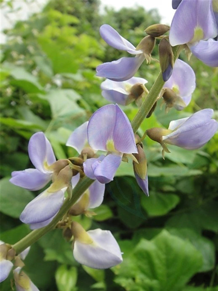 Yam Bean (Pachyrhizus erosus)
