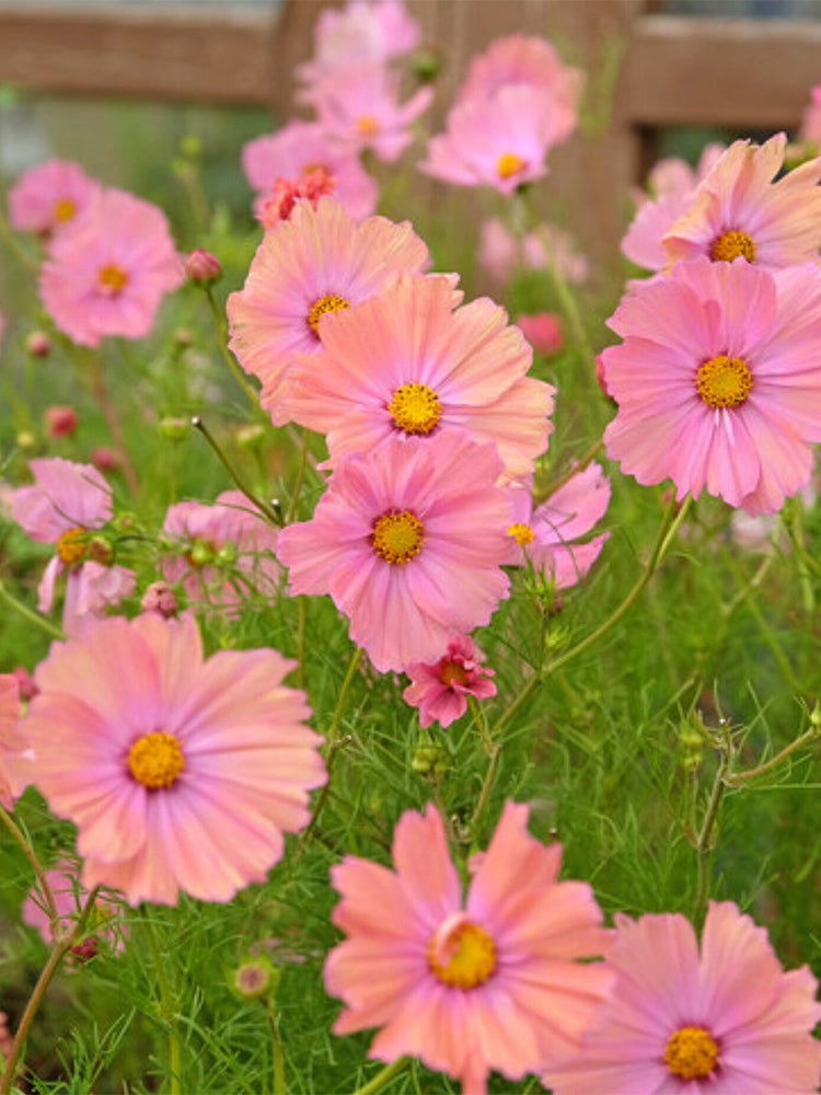 Hezhichun Cosmos bipinnatus 'Apricotta'