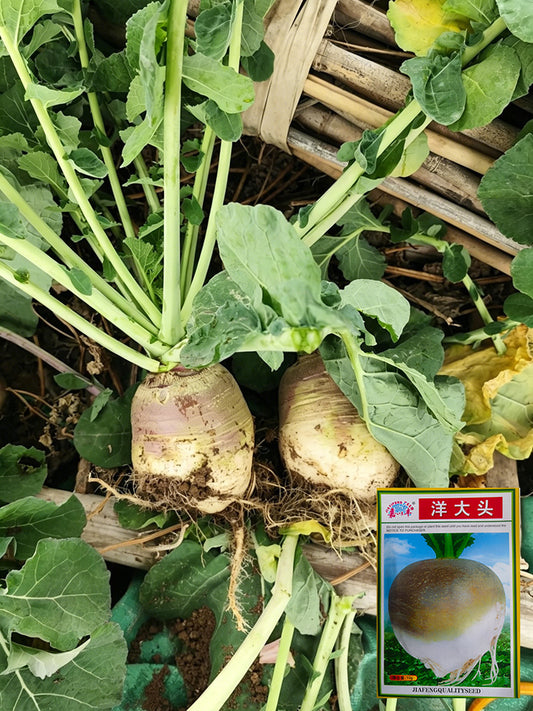 Giant Turnip