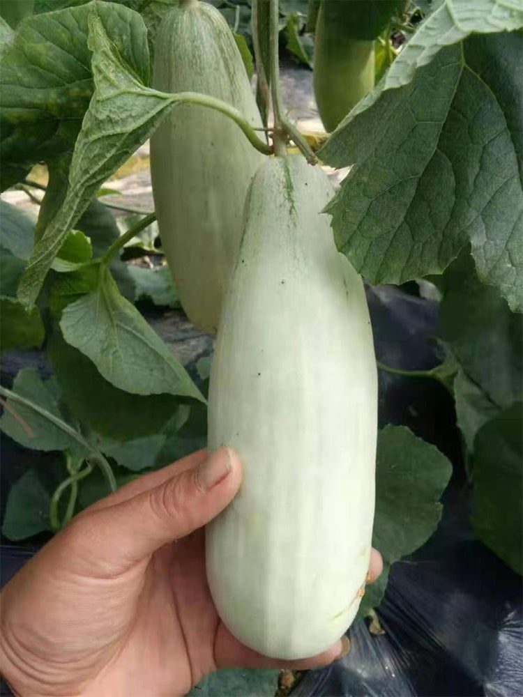 Flying 72 Sweet Melon F1 Hybrid