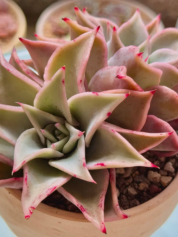 Echeveria cv. 'Dumpling Wrapper'