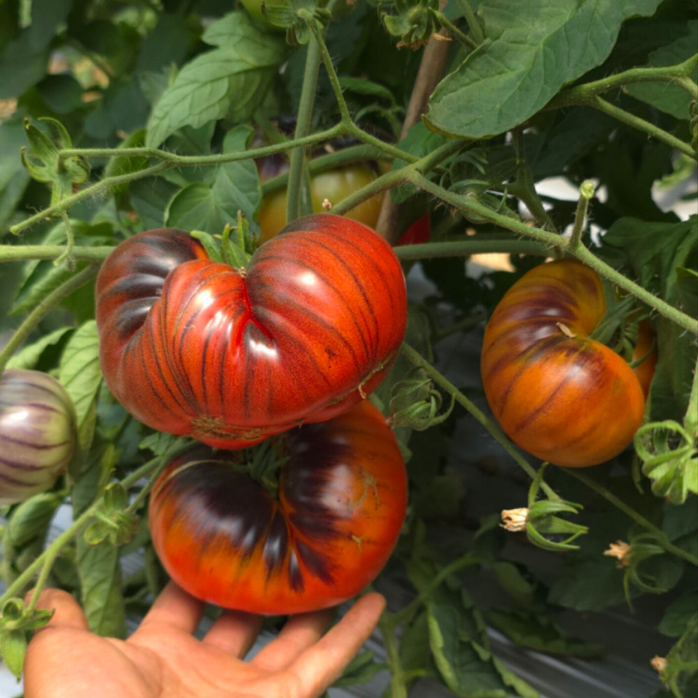 761 KAS Valenna Tomato