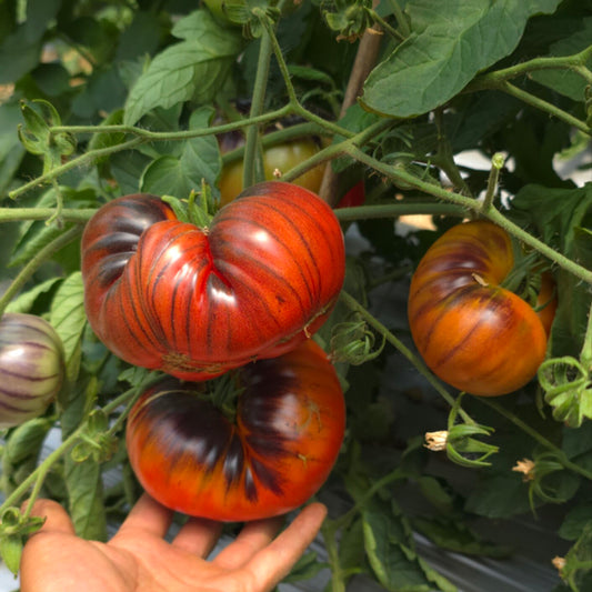 761 KAS Valenna Tomato