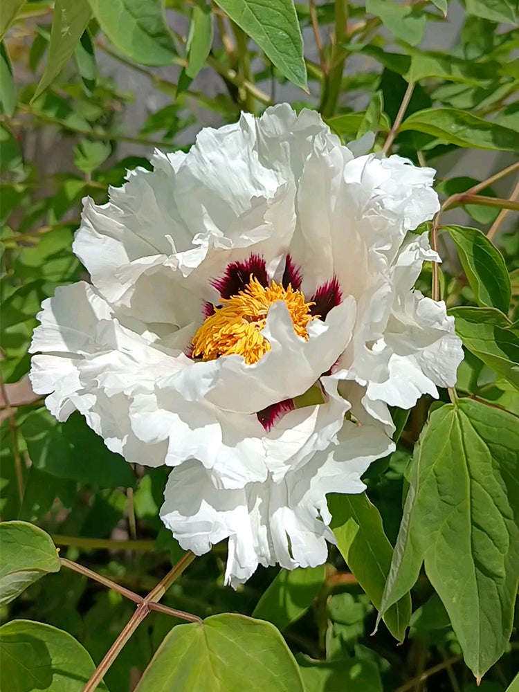 Purple-spotted Peony Mixed