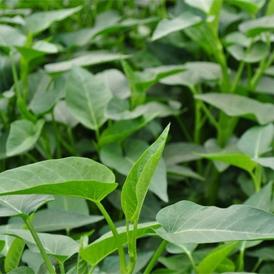 Chinese Water Spinach Seeds, Pkt of 1000 Seeds