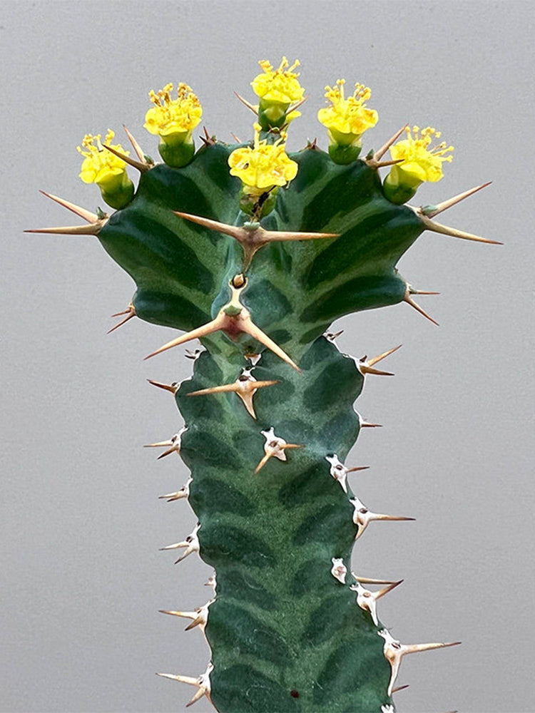 Euphorbia virosa