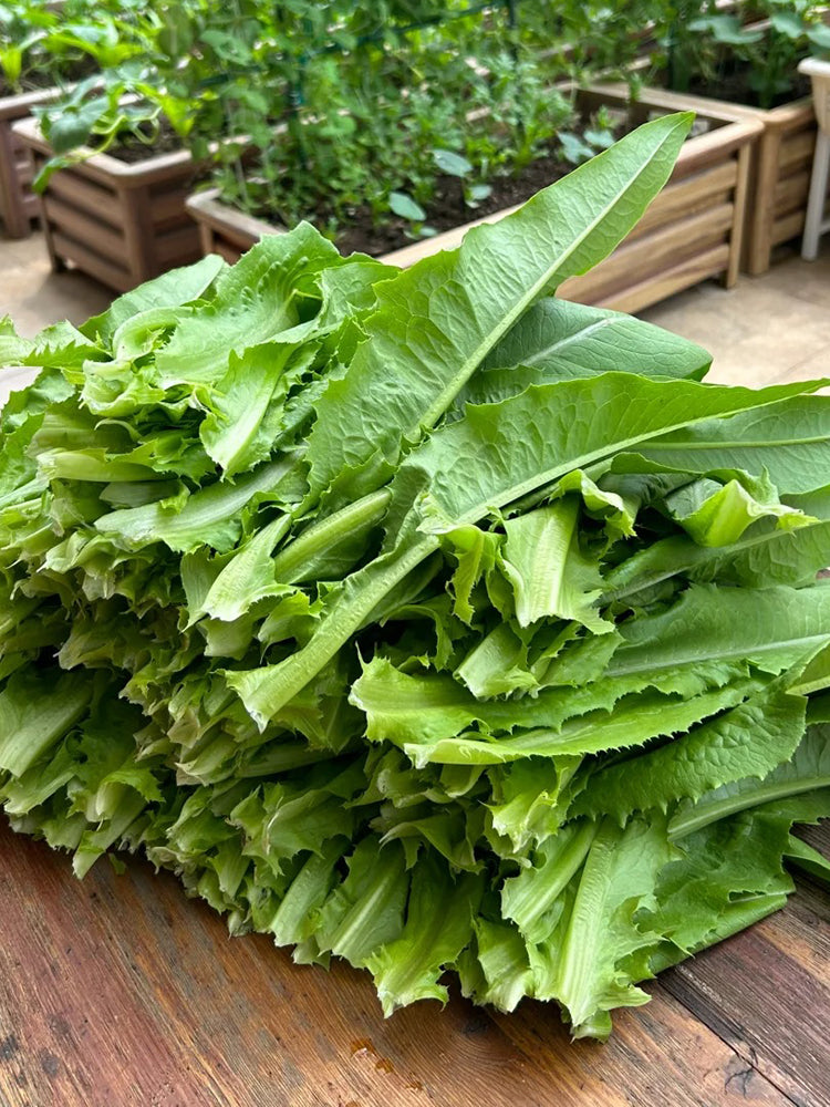 Nongyan Pointed-Leaf Romaine Lettuce