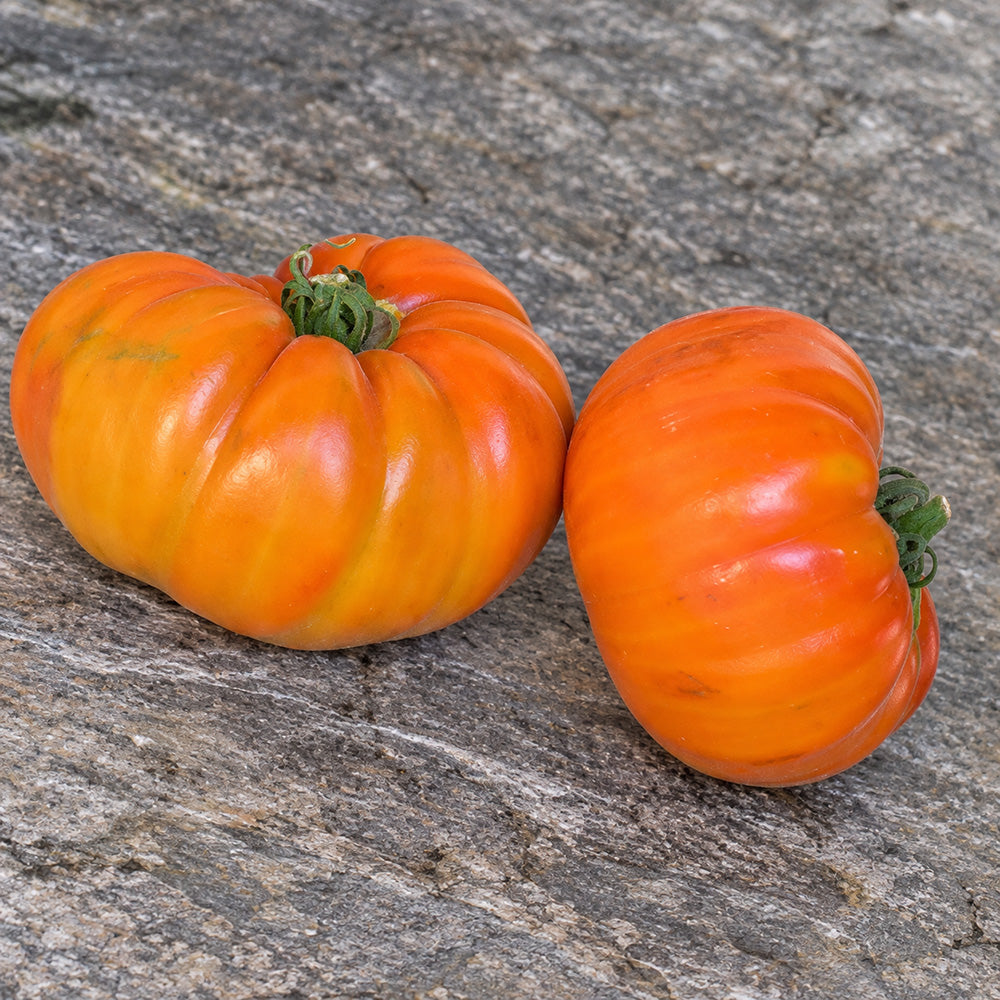 236 ABRIKOS Tomato
