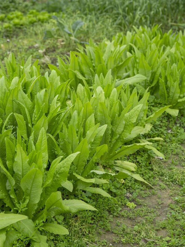 All-Season Youmai Cai