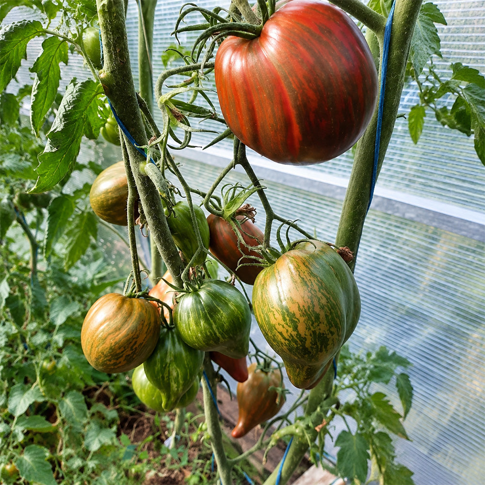 30 Marsha's Starfighter Heart Tomato