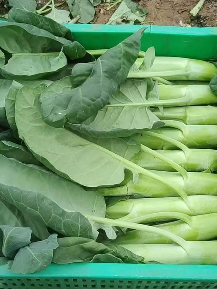 'Jiemei Jinmei Zhonghua' Chinese Kale