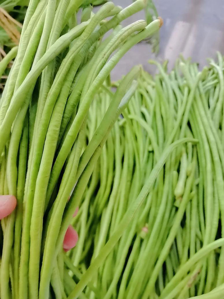 Shengcui No.2 Cowpea