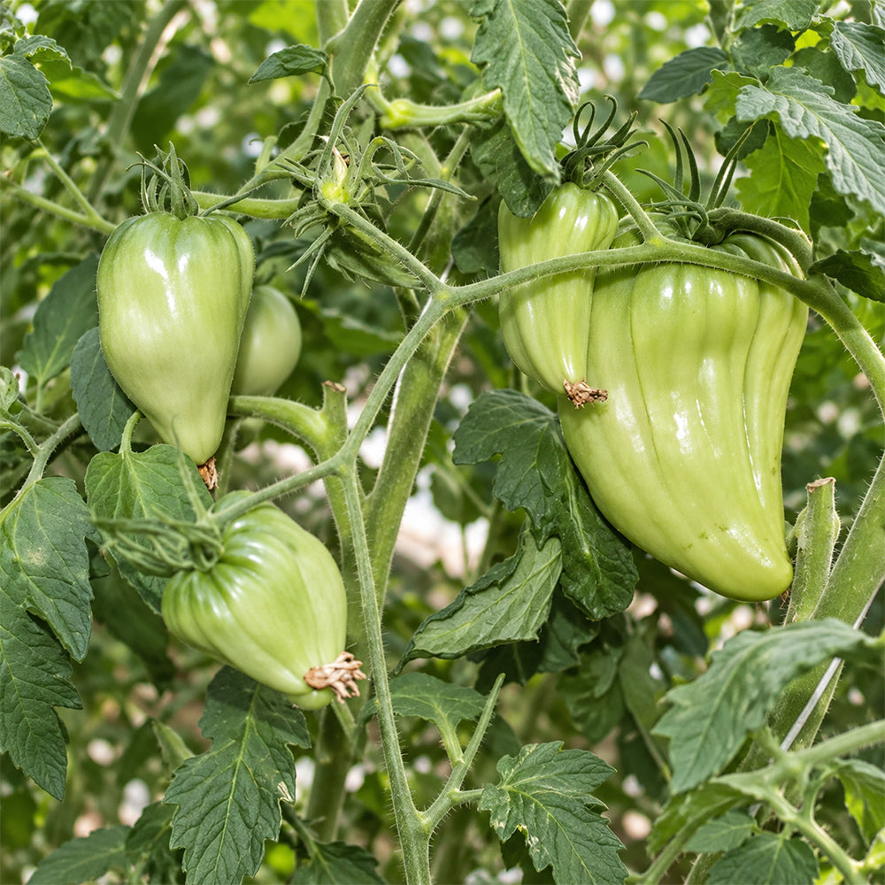 387 Cuore Antico di Acqui Terme Tomato