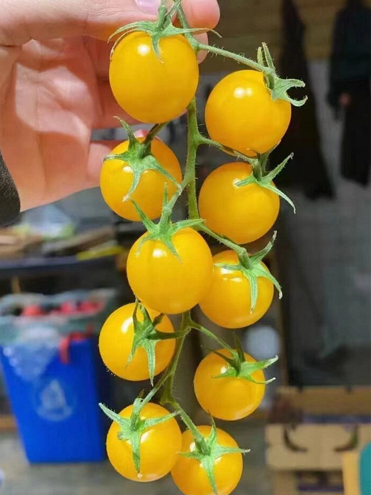 ‘Yellow Millennium’ Cherry Tomatoes