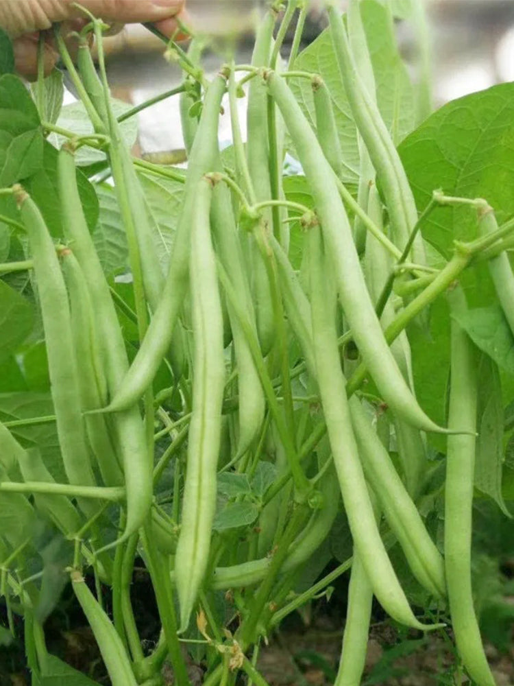 Supplier Snap Beans