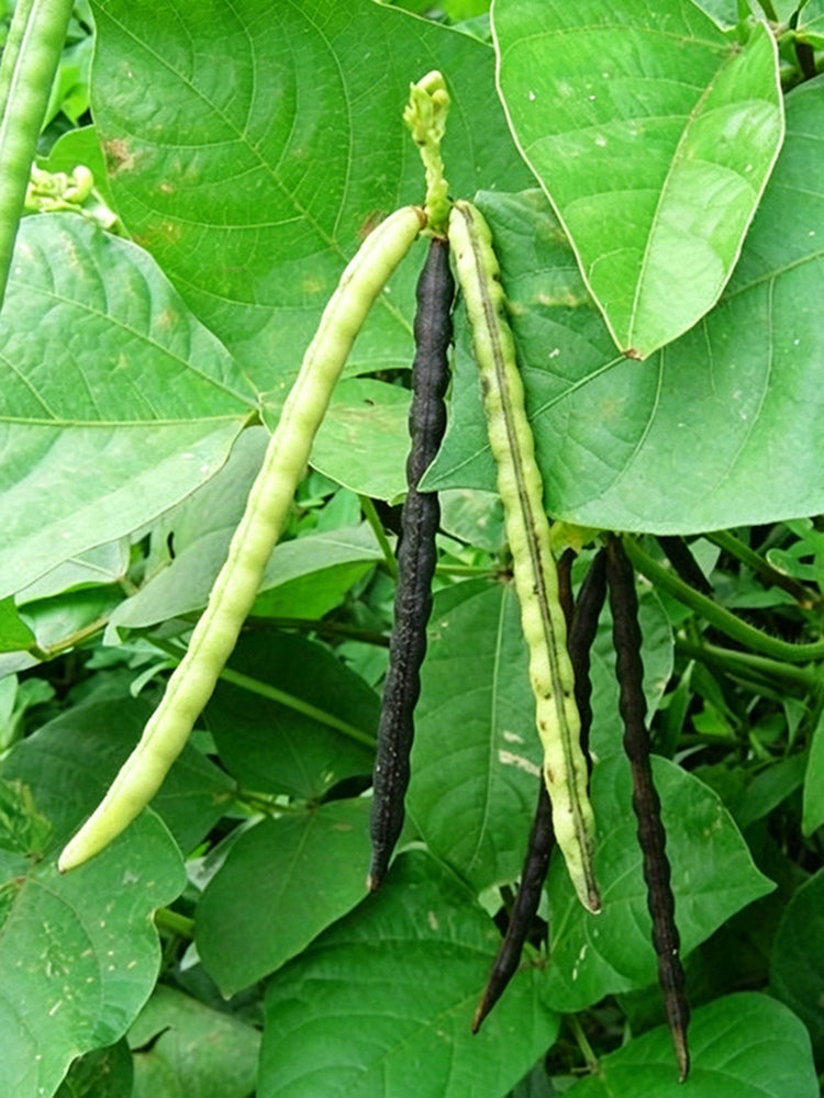 'Fenlüdou No.3' Mung Bean