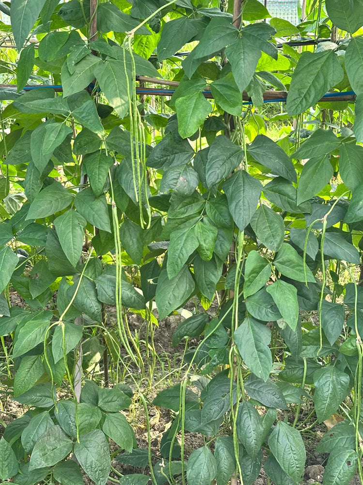 Long Dragon Cowpea