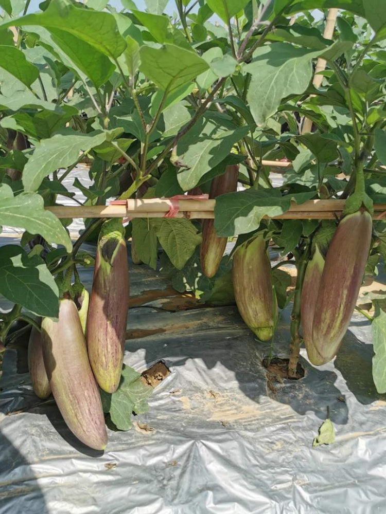 'Yu Zhusiqie 881' Hybrid Eggplant