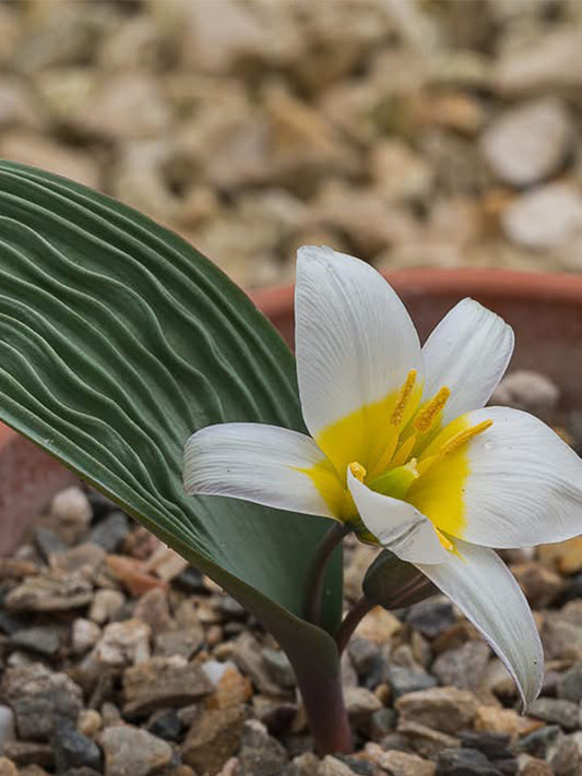 Tulipa regelii