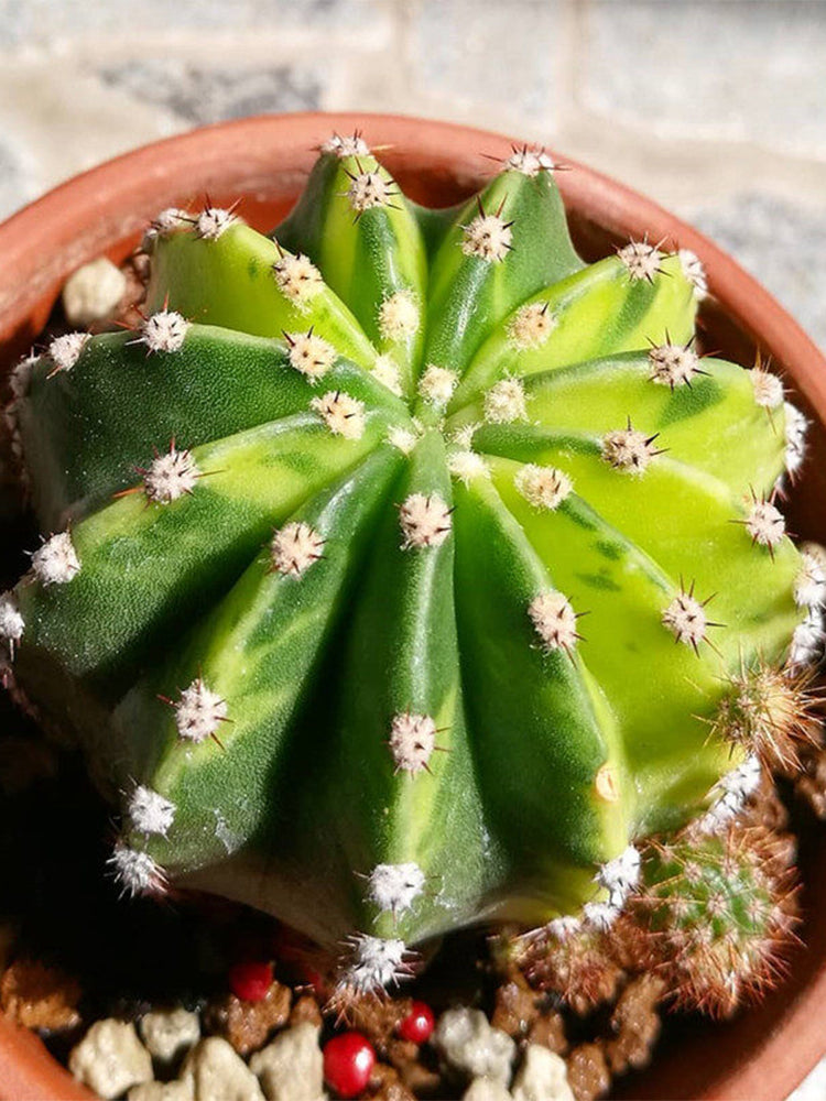 'World Map' Variegated Cactus