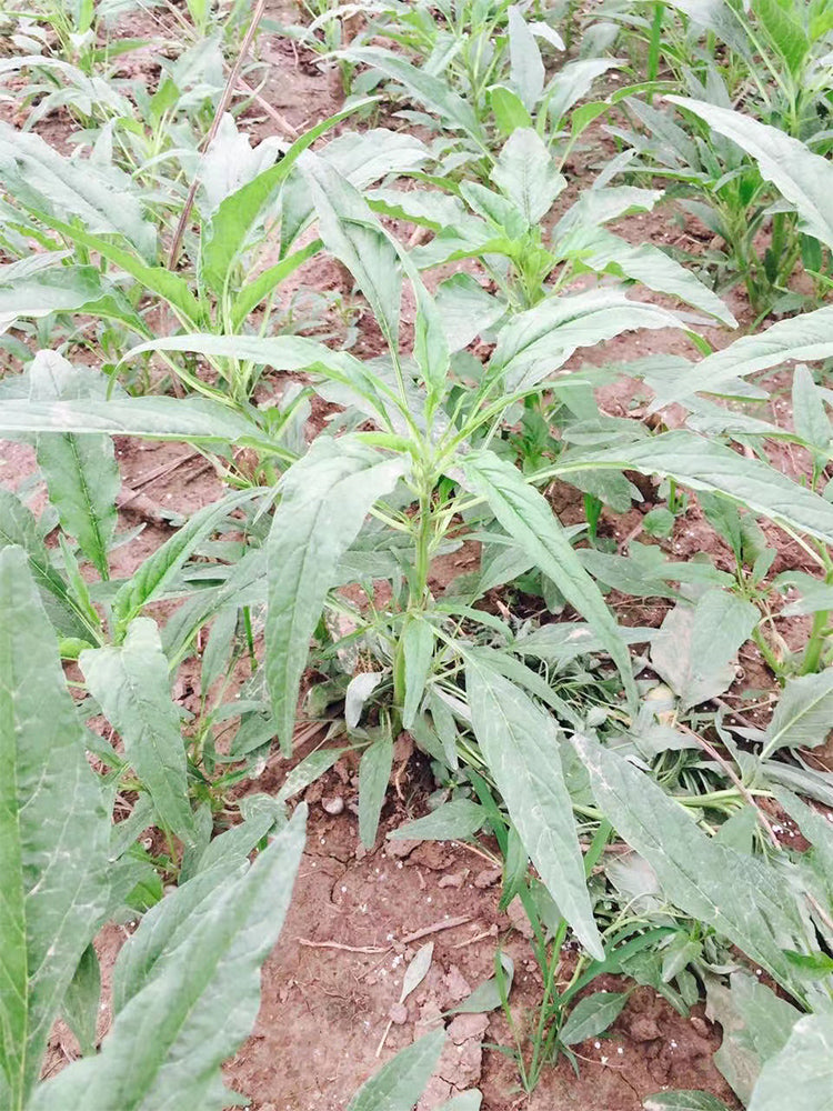 Willow-Leaf White Amaranth
