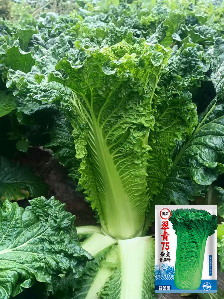'Cuiqing 75' Qingmaye Chinese Cabbage