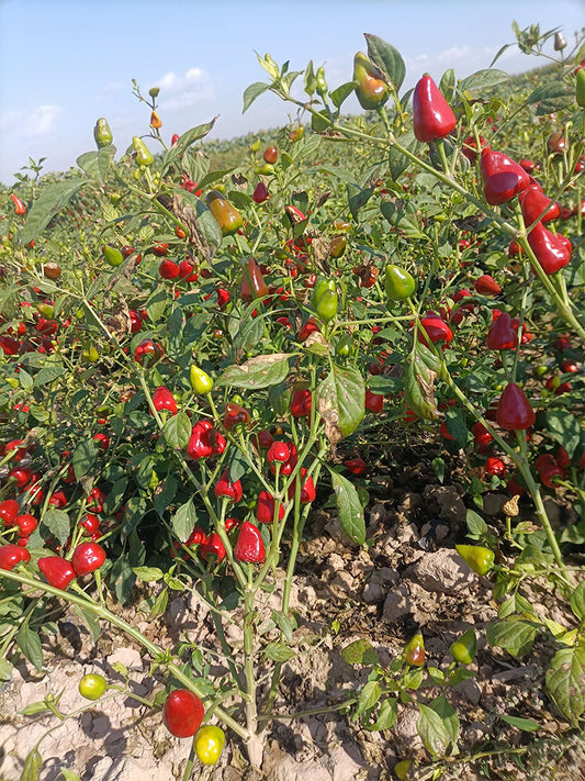 'Yanjiao No.801 Strawberry' Medium Spicy Heaven-facing Chili Hybrid
