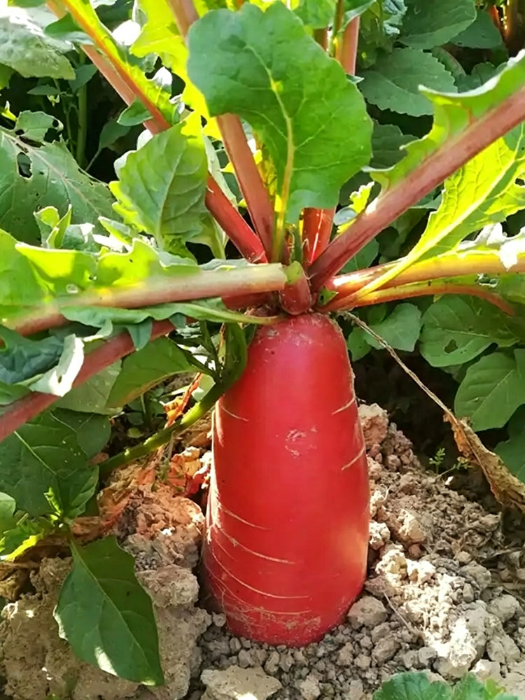 'Qishan Laobukang No.1' Water Radish