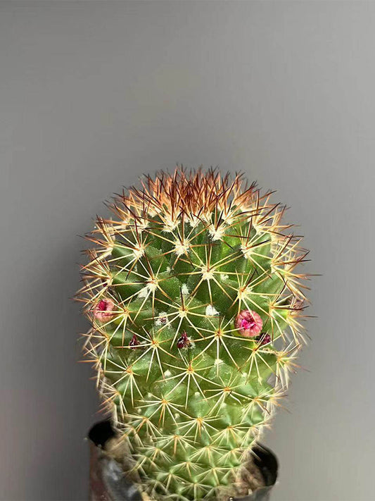 Mammillaria spinosissima