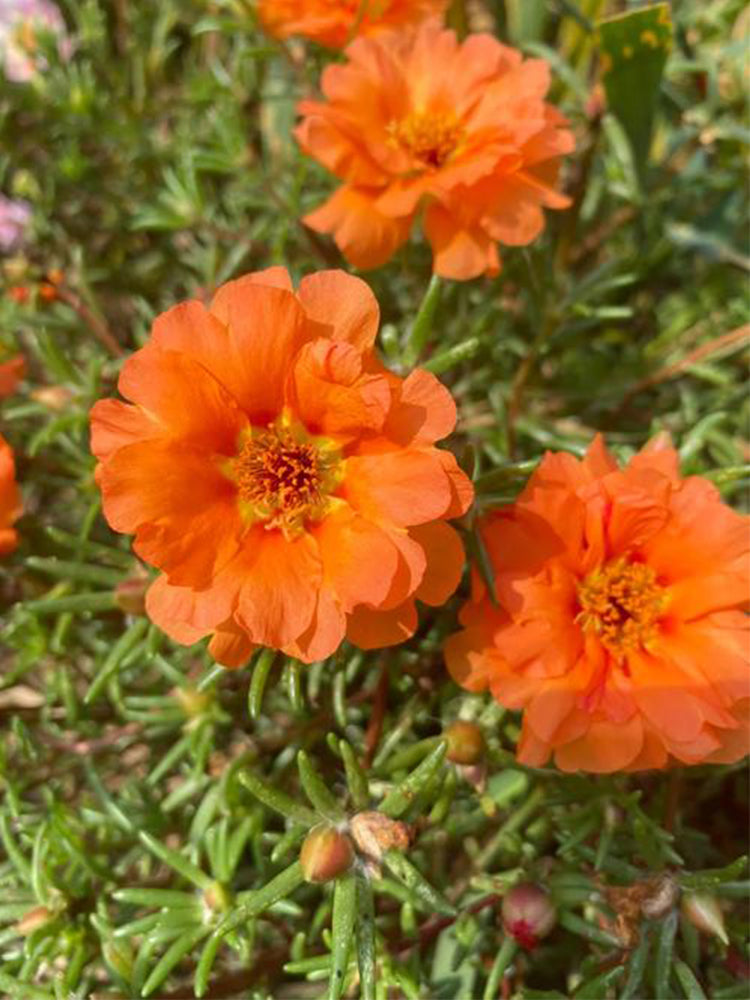 Hezhichun Coral Red Moss-Rose Purslane