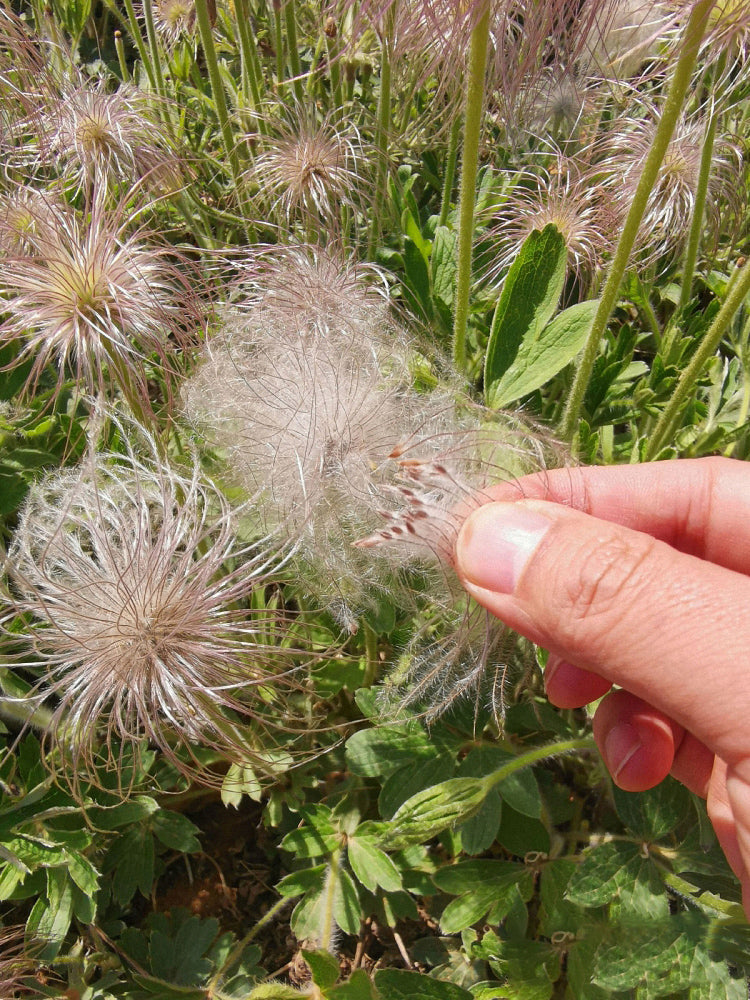Pulsatilla chinensis