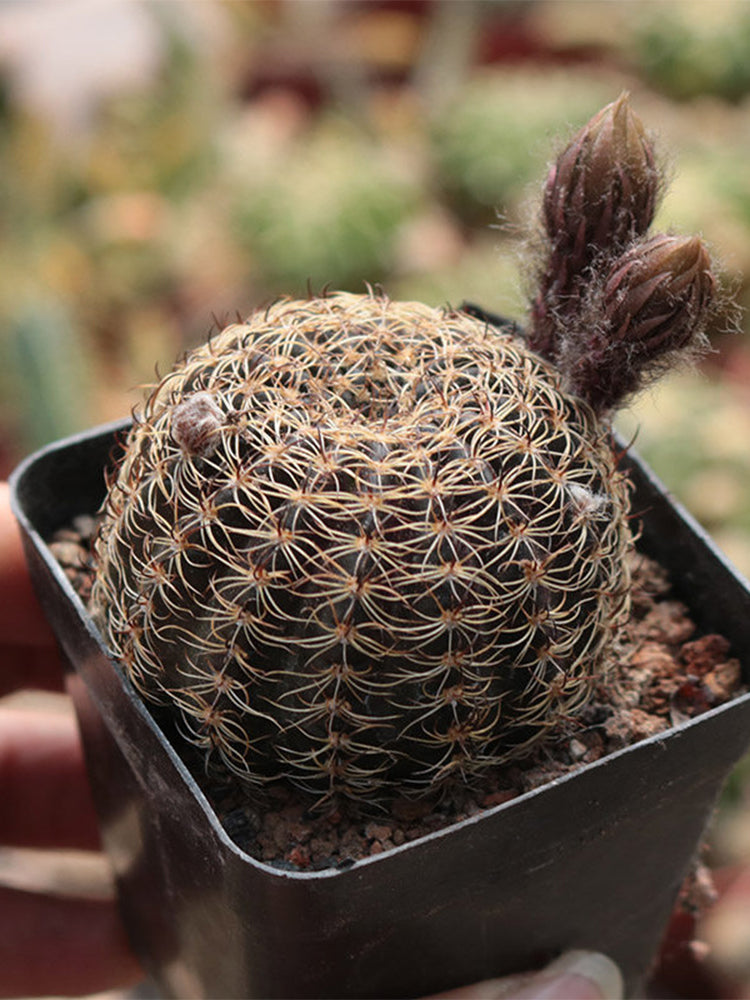 Lobivia arachnacantha