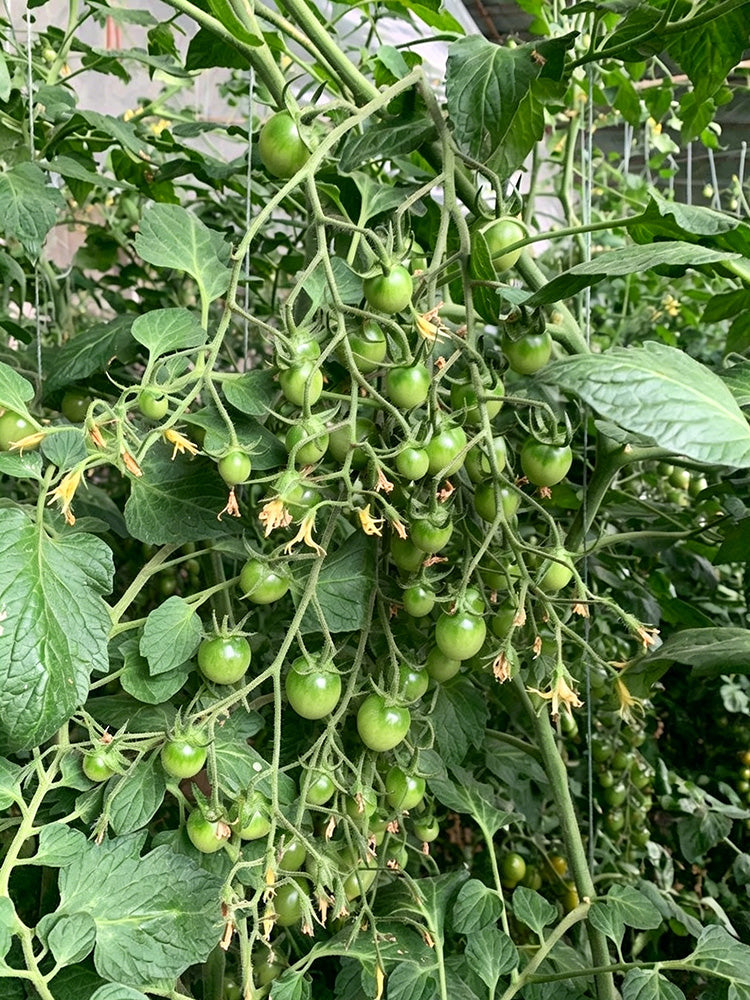 Green Jade Cherry Tomato
