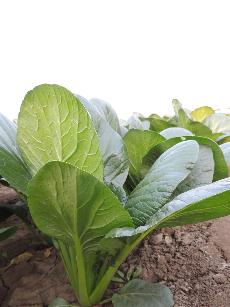'Jiaoyan' Small Pak Choi