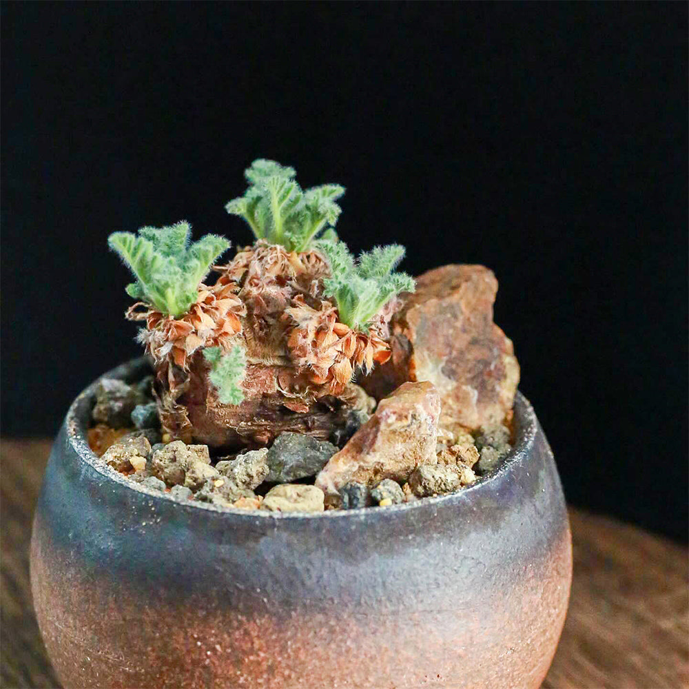 TD002 Pelargonium appendiculatum Dormant Tuber