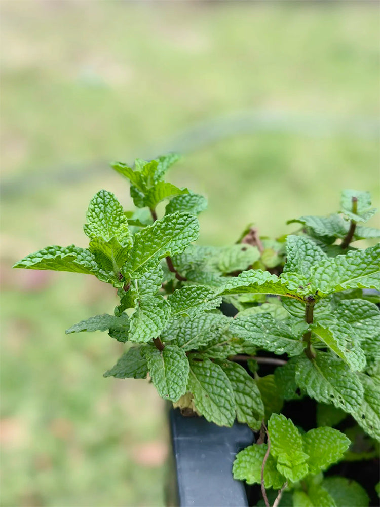 Crinkled-leaf Peppermint