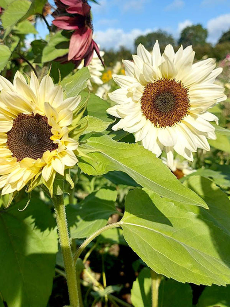 White Lover Sunflower