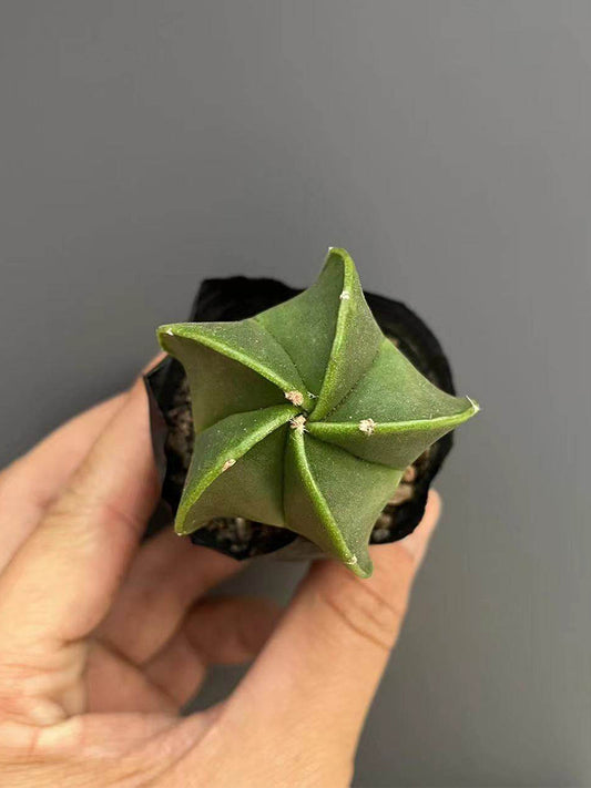 Pentagonal Glazed Bishop's Cap Cactus